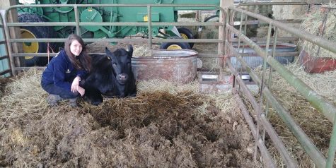 Laurel sitting with her cow at the FFA farm 