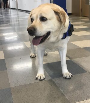 Dog wearing service vest